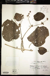 Image of Stigmaphyllon columbicum