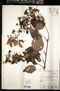 Stigmaphyllon sinuatum image