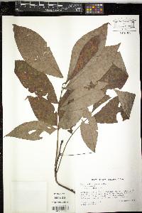 Carya carolinae-septentrionalis image