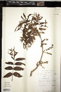 Juglans microcarpa image