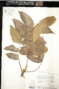 Juglans neotropica image