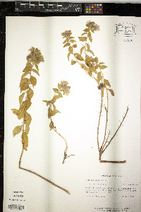 Hydrolea ovata image