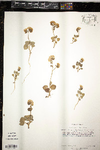 Phacelia calthifolia image