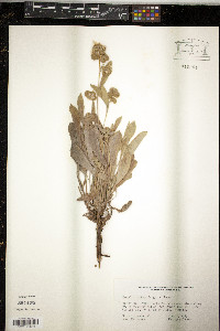 Phacelia hastata image