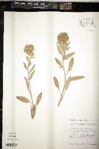 Phacelia heterophylla image