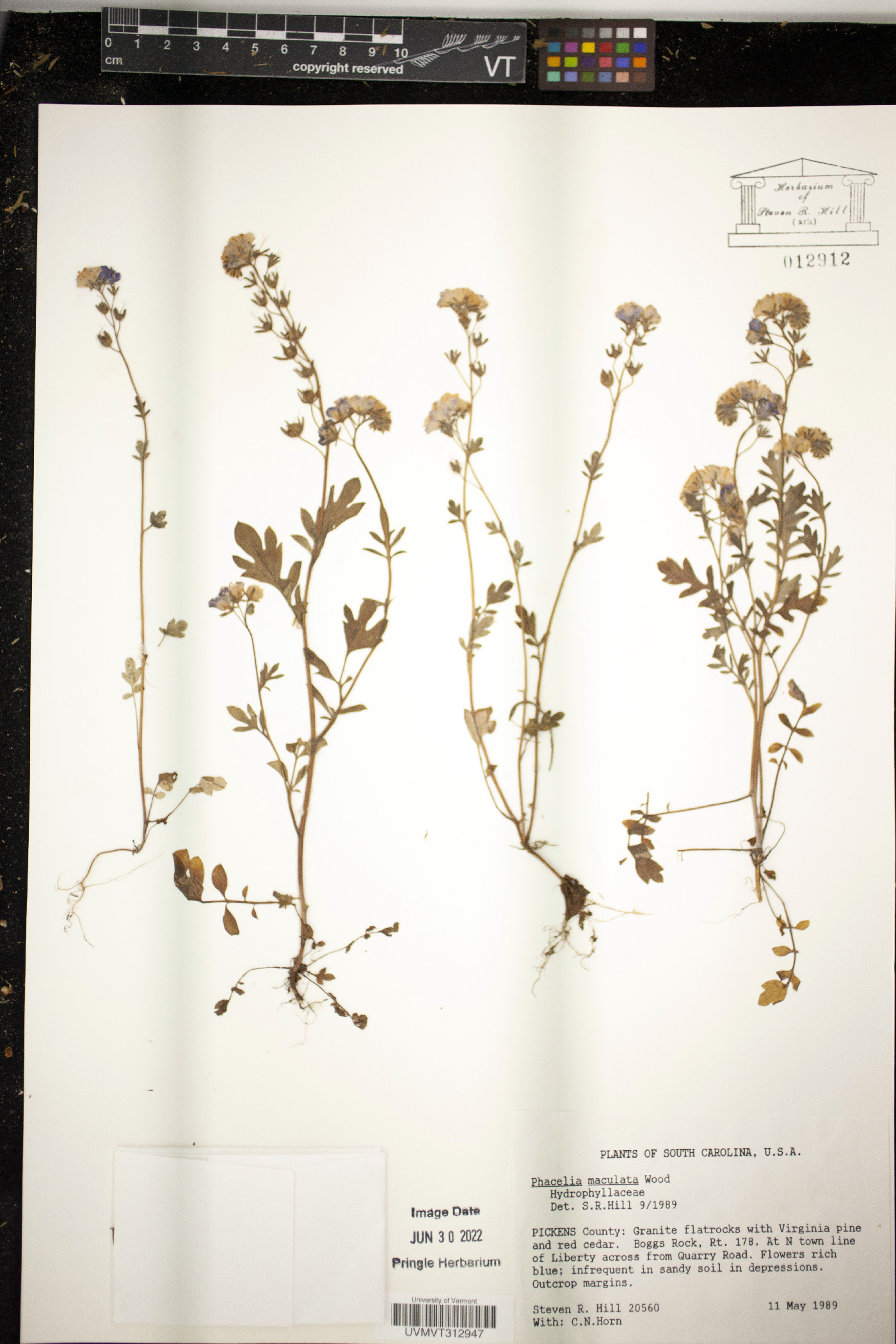 Phacelia maculata image