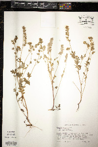 Phacelia maculata image