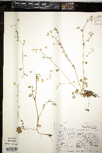 Romanzoffia californica image