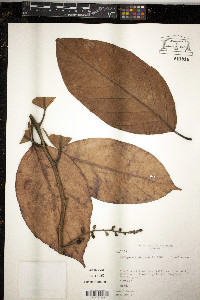 Poraqueiba sericea image