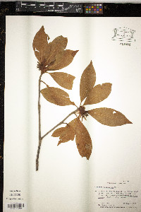 Illicium floridanum image