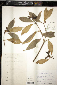 Illicium lanceolatum image