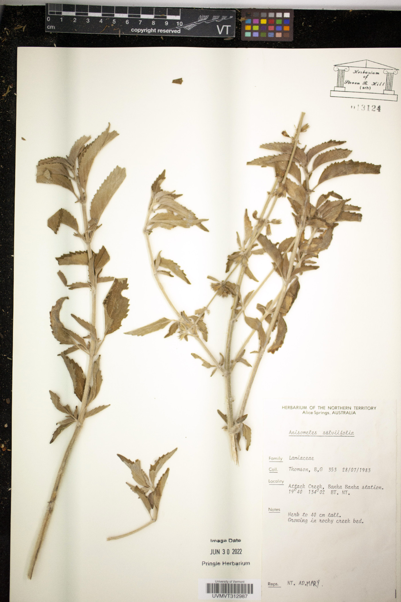 Anisomeles salviifolia image