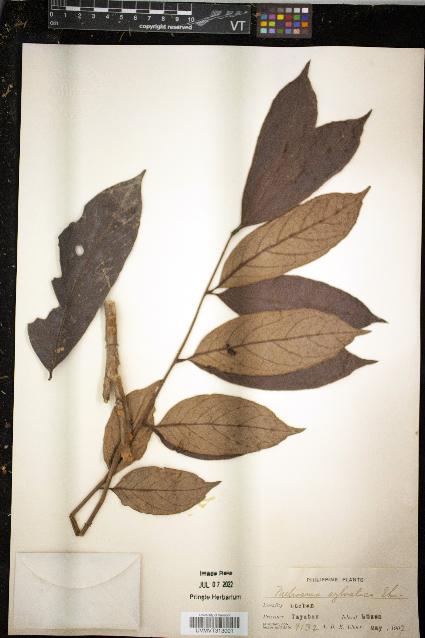 Meliosma pinnata image