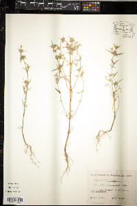 Galeopsis angustifolia image