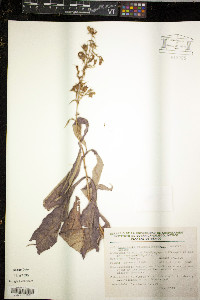 Lepechinia nelsonii image