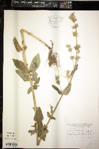 Nepeta latifolia image