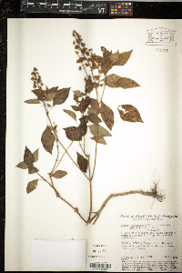 Ocimum micranthum image