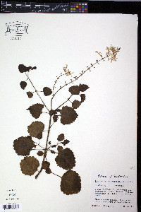 Plectranthus oertendahlii image