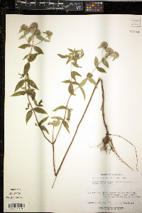 Pycnanthemum muticum image