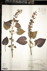 Image of Salvia alvajaca