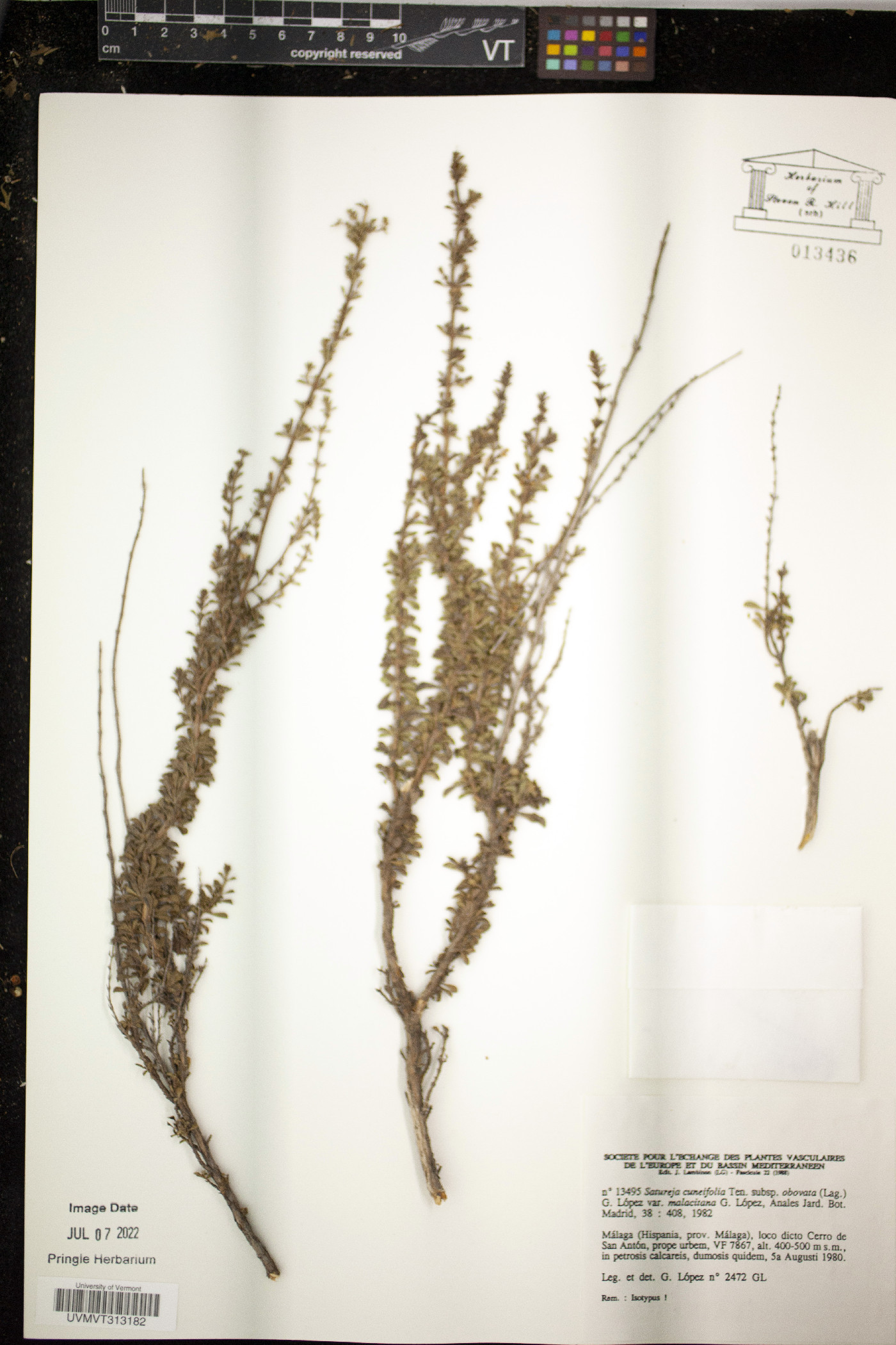 Satureja cuneifolia image