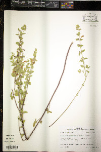 Scutellaria cardiophylla image