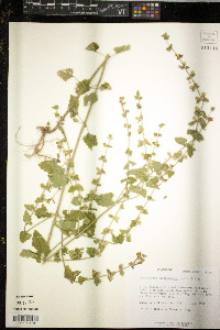 Scutellaria cardiophylla image