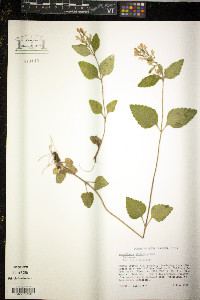 Scutellaria elliptica image