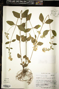 Scutellaria elliptica var. elliptica image