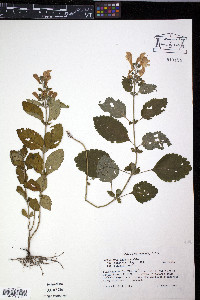 Scutellaria incana image