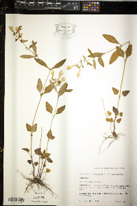 Scutellaria integrifolia var. integrifolia image