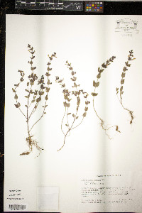 Scutellaria parvula image