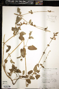 Stachys coccinea image