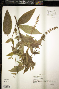 Stachys hispida image