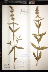 Stachys sylvatica image