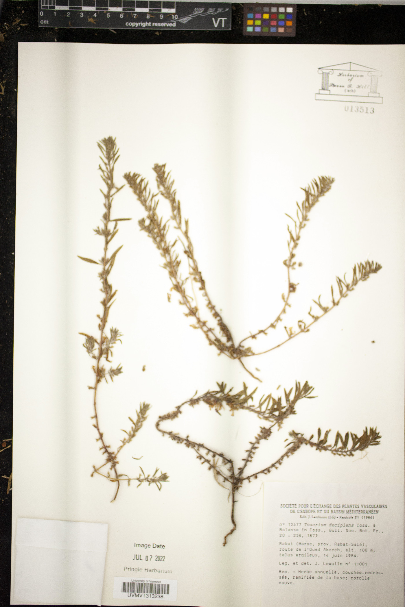 Teucrium decipiens image