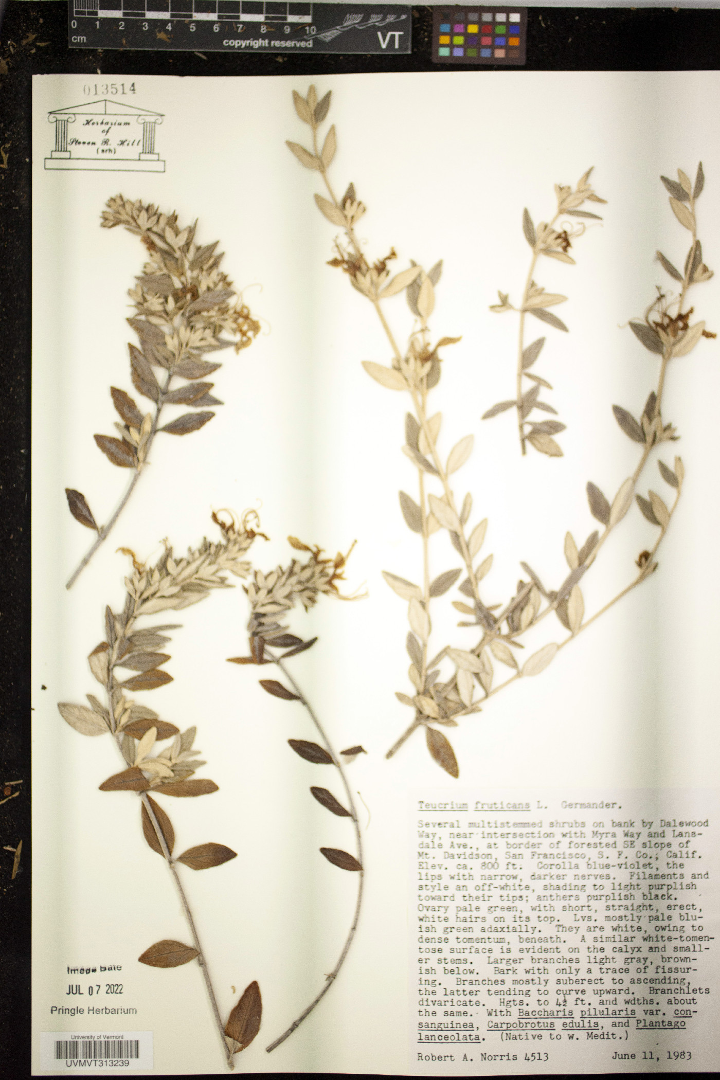 Teucrium fruticans image