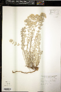 Image of Teucrium lusitanicum