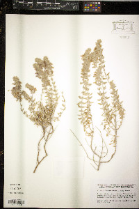 Teucrium marum image