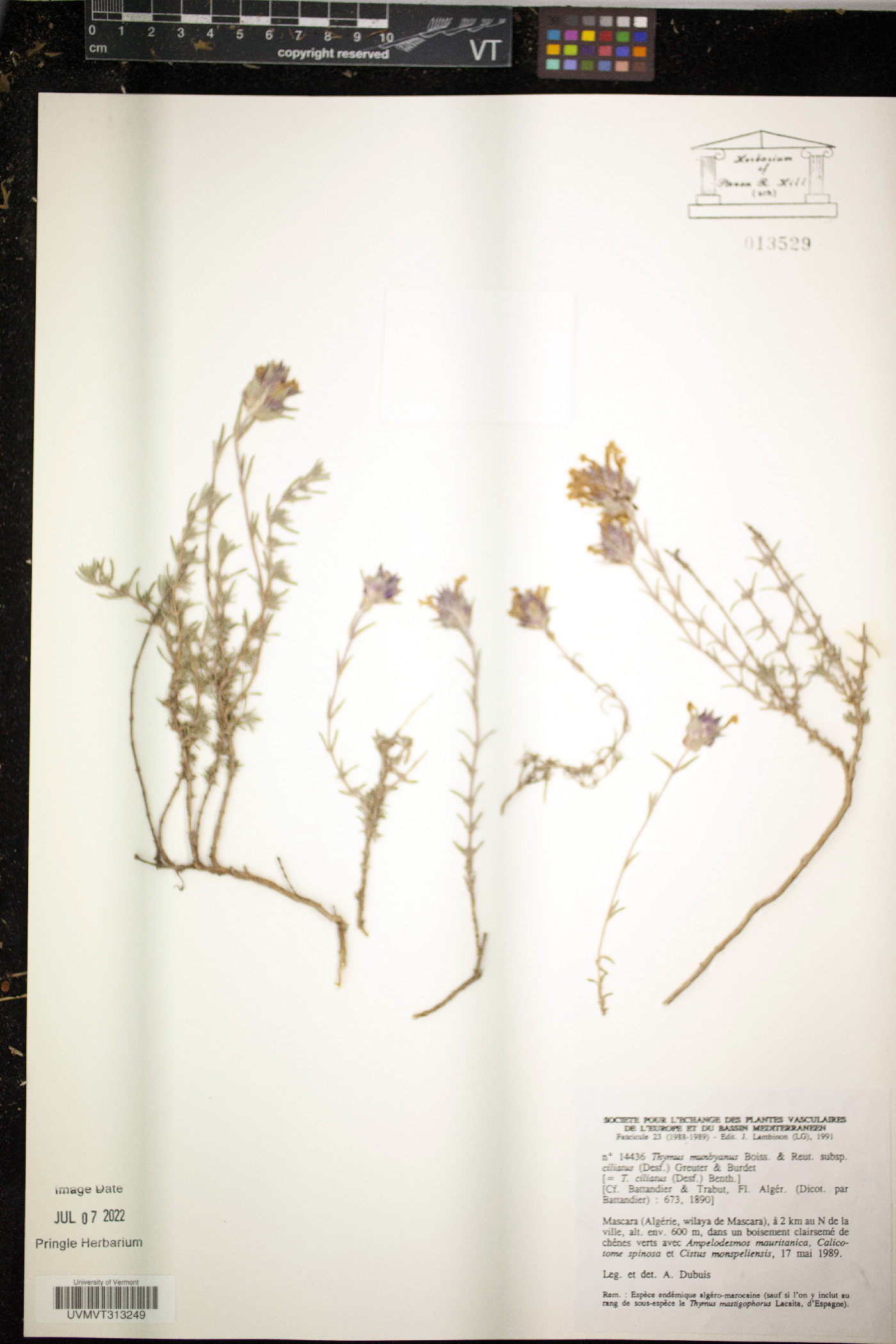 Thymus munbyanus image