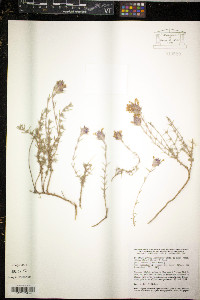 Image of Thymus munbyanus