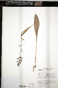 Platanthera lacera image