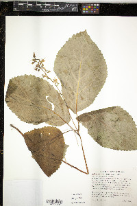 Collinsonia verticillata image