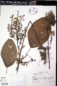 Juncus nodosus image