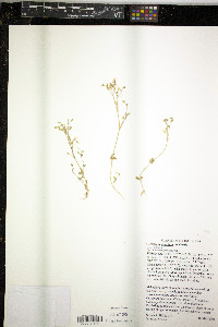 Cerastium pumilum image