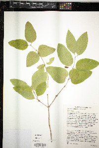 Lonicera canadensis image