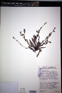 Plagiobothrys nothofulvus image