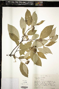 Cornus sericea subsp. sericea image