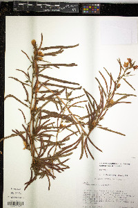 Chamaecrista nictitans var. disadena image