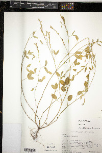 Image of Zornia latifolia